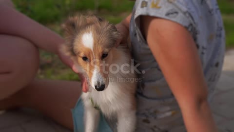 Love for pets - 2 girls petting a Sheltie (Shetland sheepdog) puppy outside