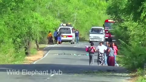 Heart-Stopping 8 Minuit Angry Wild Elephant Attack To Van And Car Passenger Out Of Van #elephant