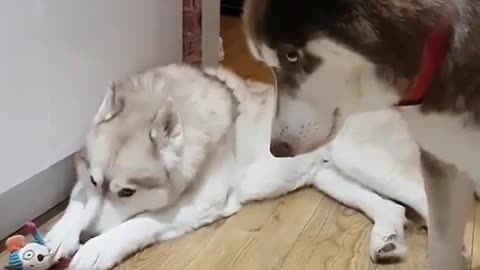 Cute and funny dog videos #16