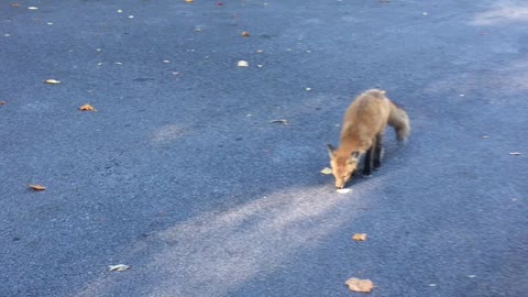 Foxy likes pork rinds