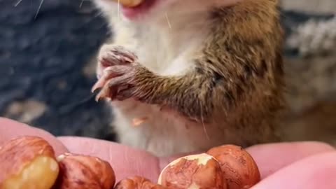 Squirrel eating Nuts