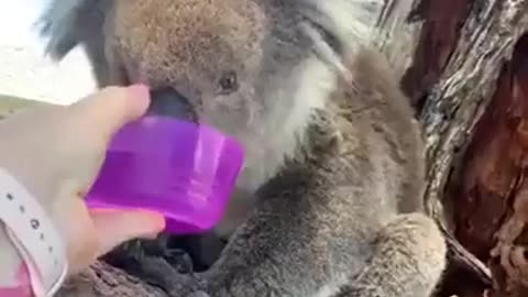 Lady offering water to a little animal