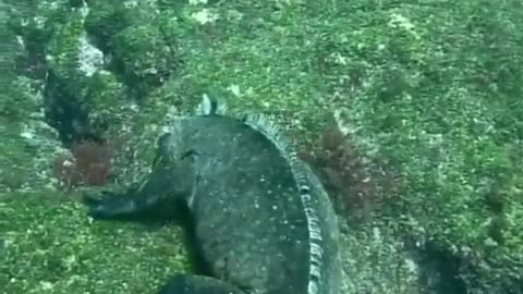 Swimming Marine iguanas