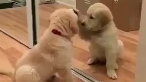 Funny dogs video.