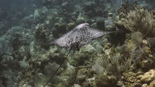 Spotted Eagle Ray in Honduras