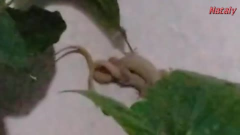 Two geckos are... each other