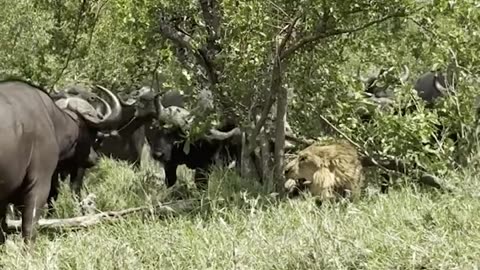 Buffalo get their revenge on an old male