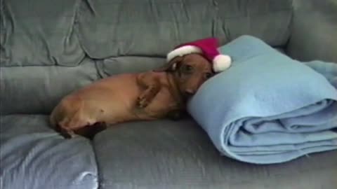 Funny Pets Getting Festive