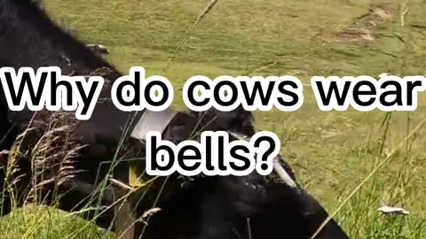 Fun Daily Jokes 😁🤣😄😁 #AnimalPuns #FarmHumor #Cows #BellsofTheBall #HerdMentality #dadjokes