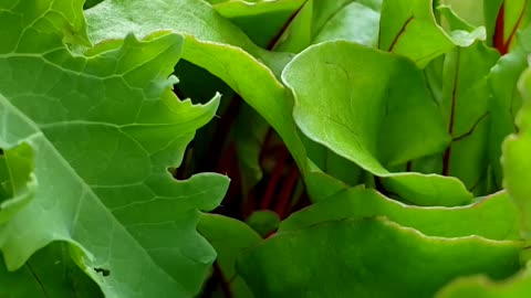 Grow your own salad green organically
