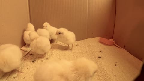 Day old chicks one hour ambience