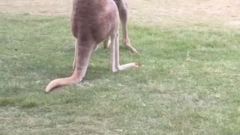 The kangaroo