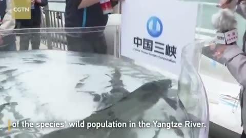 Hubei Province releases 200,000 Chinese sturgeons into Yangtze River