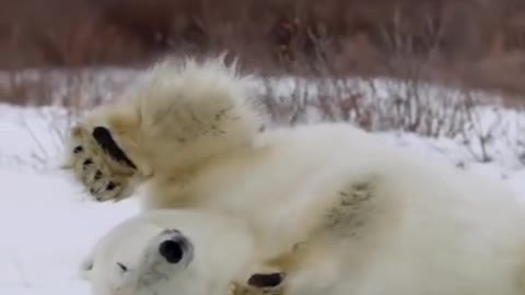 Polar bear # Wildlife Conservation Animist