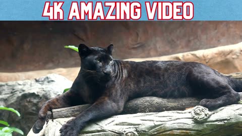 Black Panther, Black Tiger , Tiger Animal , Jungle Animal Black Tiger , Viral Video , 4k video
