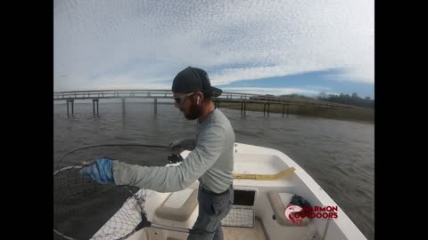 Black Drum Beaufort