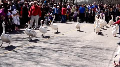 Swan parade, Stratford, Ontario