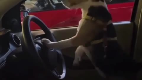 Pupy driving