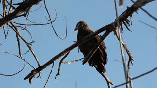 Juvenile Bald Eagle