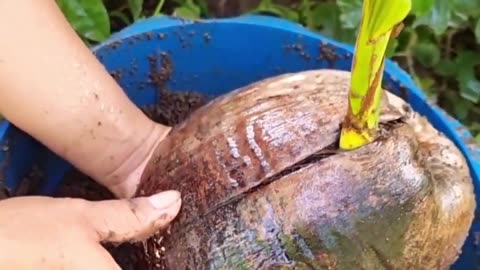 WOW Amazing Graft a Coconut Tree from a Watermelon