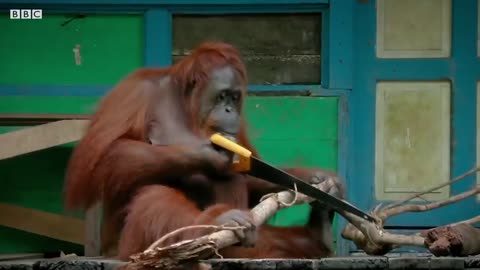 Incredible orangutans moments