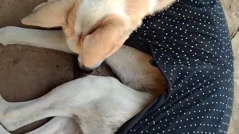 Amazing Dog Funny Video 🐕