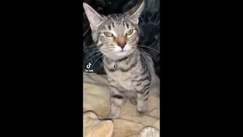 Funny Animal Videos 2023 😂 - Funniest Cats And Dogs Video 😺