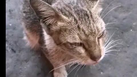 Funny Kitten with Hungry Eyes 2023 #shorts #viral #shortsvedio #cat #cats #kitten