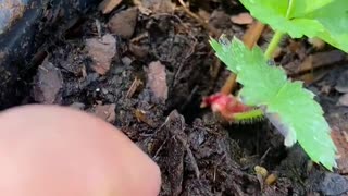 Have you ever wonder the easiest way to proper grow your strawberry plants