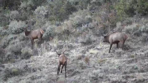 Bucks Fight To Death - The Most Extreme Animal Fights Ever Filmed