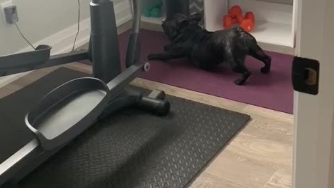 Health-conscious French Bulldog Adorably Performs His Yoga Routine