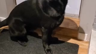 Dog instantly changes into a friendly seal