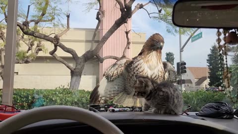 KITTEN ALMOST EATEN BY HAWK 😨