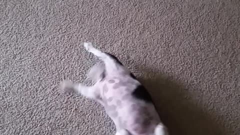 Cute Canine Plays Dead