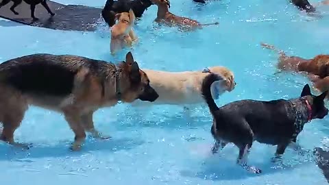 Pool Day for the Pups || Viral Dog