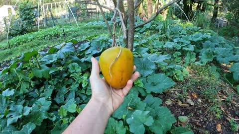 Ripening Persimmons Hanging From the Tree and Florida Pumpkin Growing in a Permaculture Garden🌿