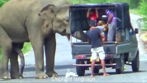 Wild elephants attack on truck 😮