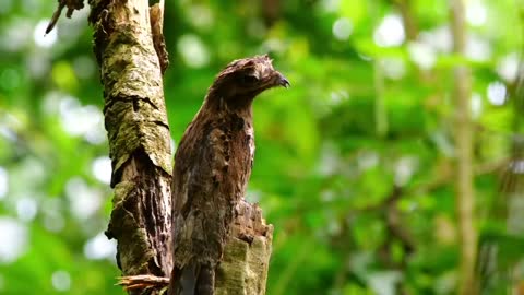 Potoos Are Hauntingly Cute