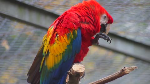 Parrot talking | #viral #parrot #video viral