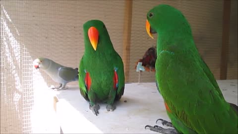 Funny BIRDS & PARROTS Talking and Singing