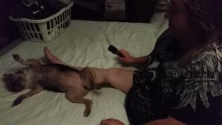 Brushing a Border Terrier - Bellies Bellies Bellies
