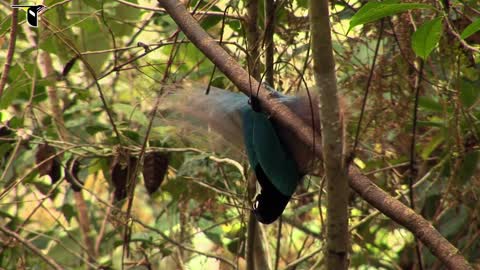 Bird hatching and brooding