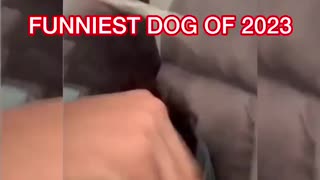 funniest-dog-of-2023-#funniest-#funnidog