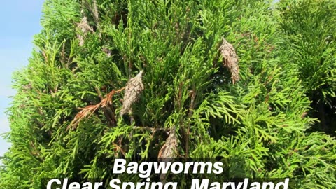 Bagworms Clear Spring Maryland Tree Shrub Care Washington County Maryland