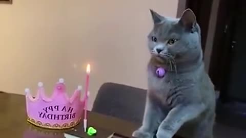 ❤️❤️Cute cats birthday short video.❤️❤️