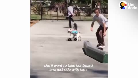 English Bulldog Can Skate Better Than You | The Dodo