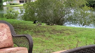 Baby Ducks in the Backyard