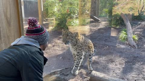 Man and Leopard at the Zoo Make Eye Contact and the Leopard Tries to High Five the Man