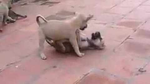 Cute dogs frolicking