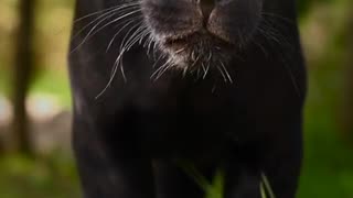 Majestic panther prowling